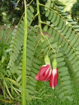 Sesbania grandiflora   - Flower and leaf habit
