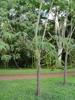 Sesbania grandiflora   - Flowering young tree