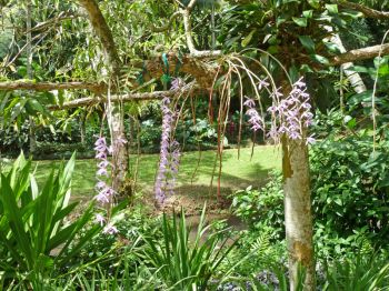Dendrobium anosmum   - Habit