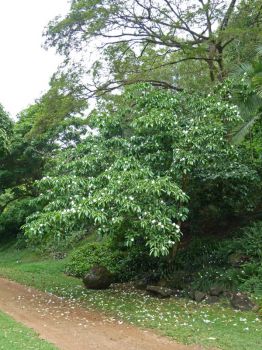 Stemmadenia litoralis   - Habit