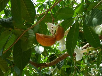 Stemmadenia litoralis   - Fruit