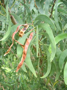 Acacia koaia   - 