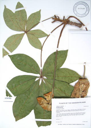 Adansonia digitata   - 