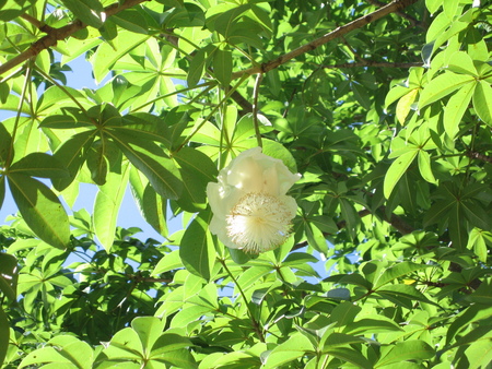 Adansonia digitata   - 