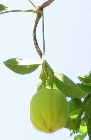 Meet the Plants - National Tropical Botanical Garden Plant Database