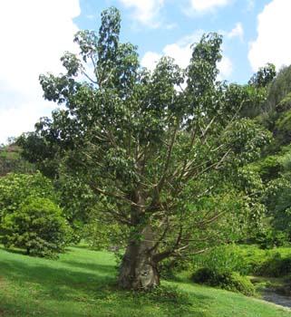 Adansonia digitata   - 