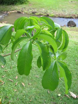 Adansonia digitata   - 
