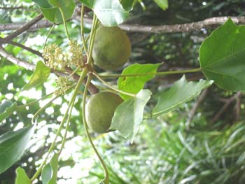 Aleurites moluccana   - 