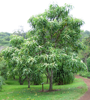 Aleurites moluccana   - 