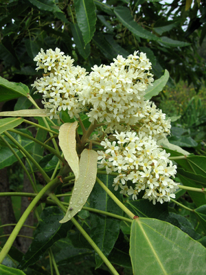 Aleurites moluccana   - 