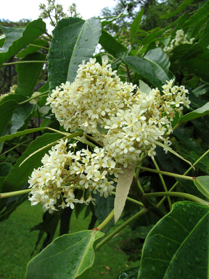 Aleurites moluccana   - 