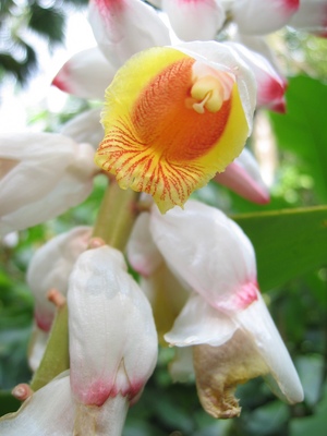Alpinia hainanensis   - Flower