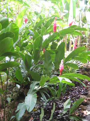 Alpinia purpurata  'Eileen MacDonald' - 