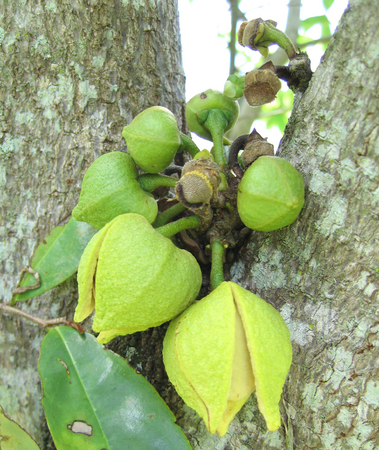 Annona muricata   - 