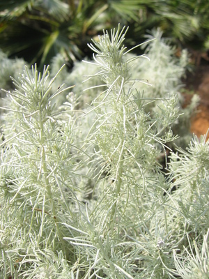 Artemisia mauiensis   - 