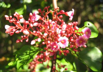 Averrhoa carambola   - Inflorescence with flowers and buds