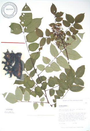 Averrhoa carambola   - 
