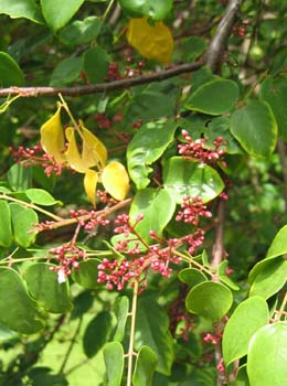 Averrhoa carambola   - 
