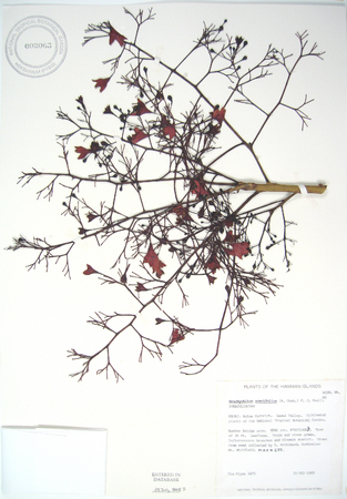 Brachychiton acerifolius   - 