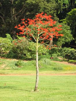 Brachychiton acerifolius   - Habit, young flowering tree