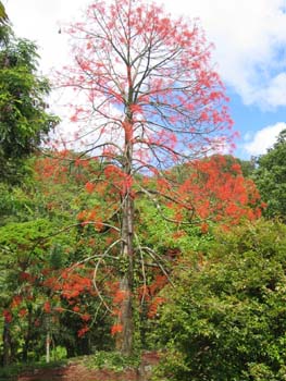 Brachychiton acerifolius   - Habit, leafless flowering tree