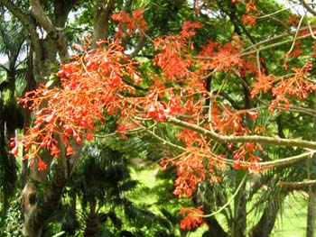Brachychiton acerifolius   - Flowering branches