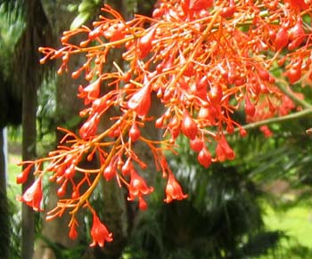 Brachychiton acerifolius   - Inflorescence