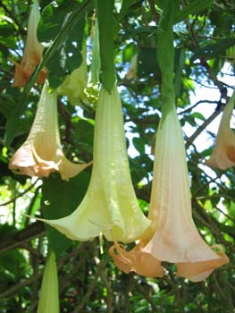 Brugmansia x candida   - 