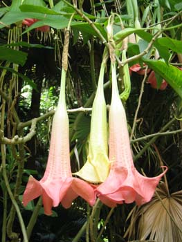 Brugmansia x candida   - or probably Brugmansia versicolor