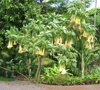 Brugmansia x candida   - 