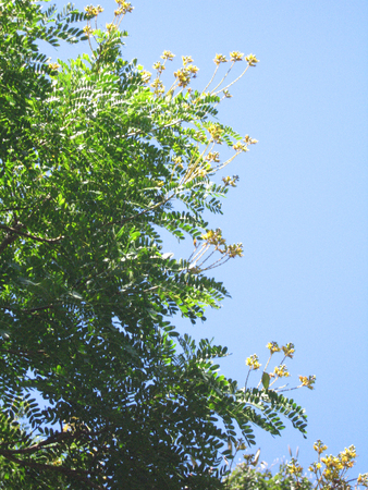 Caesalpinia ferrea   - 