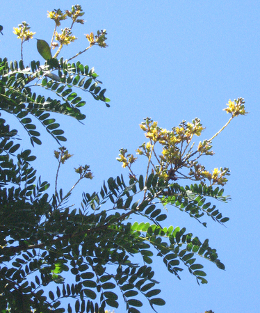 Caesalpinia ferrea   - 