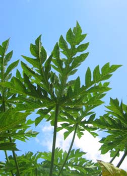 Carica papaya   - Leaves