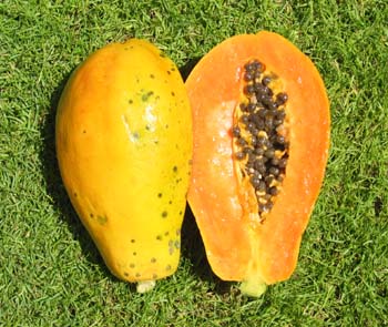 Carica papaya   - Ripe fruit with seeds