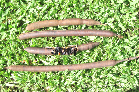 Cassia fistula   - 