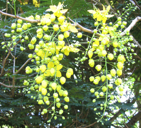 Cassia fistula   - 