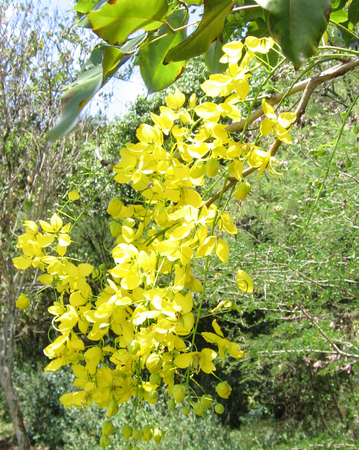Cassia fistula   - 