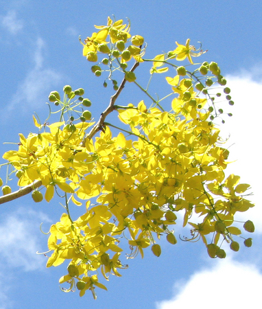 Cassia fistula   - 