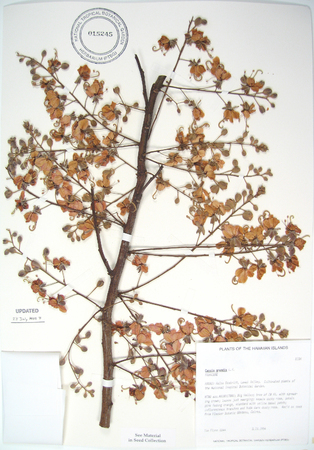 Cassia grandis   - 