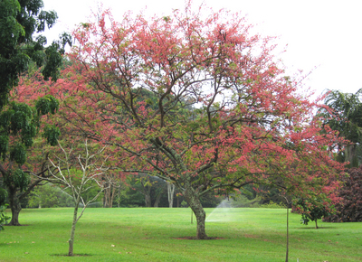 Cassia grandis   - Habit