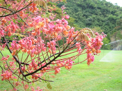 Cassia grandis   - Flowering branch