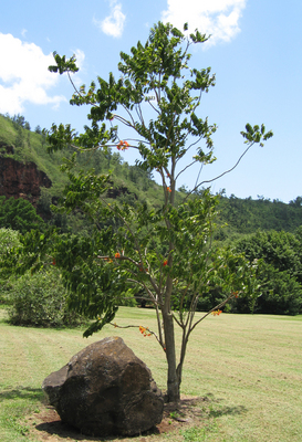 Castanospermum australe   - 