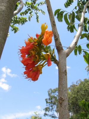 Castanospermum australe   - 