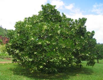 Cerbera manghas   - Habit