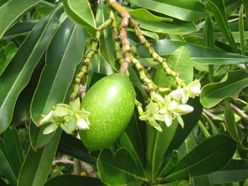 Cerbera manghas   - Flower buds and developing fruit