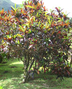 Codiaeum variegatum   - 