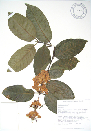 Coffea arabica   - 