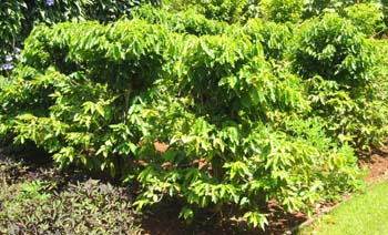 Coffea arabica   - Habit