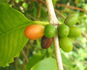 Coffea arabica   - Cluster of green and ripe fruits