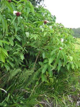 Costus speciosus   - 